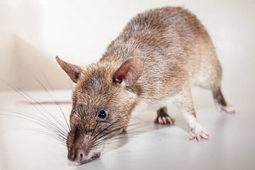 Rat - Dératisation
