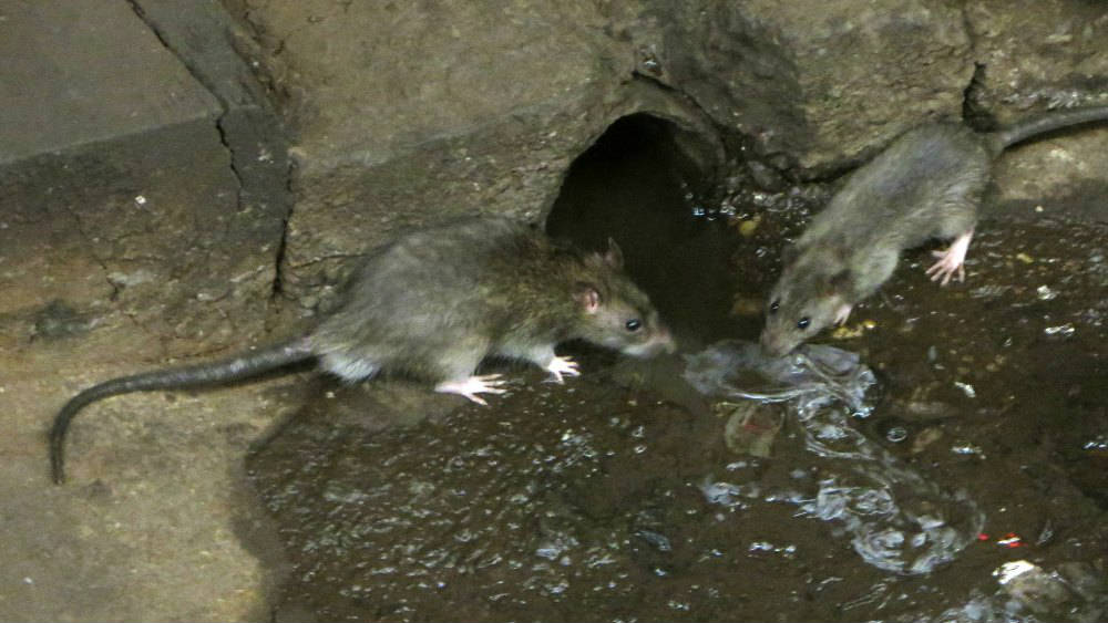 rats de Paris danger sanitaire