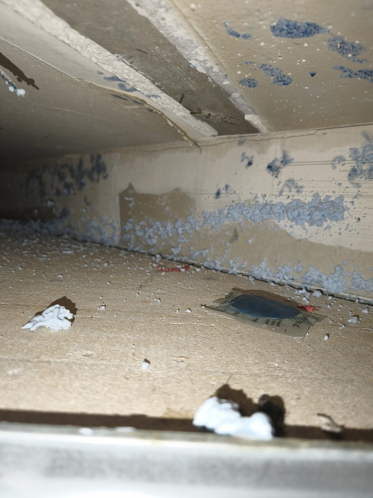 Vide technique d’un faux plafond traité contre les souris : produit bleu sur les passages et sachet d’appât sécurisé