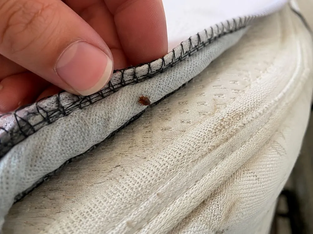 Punaise de lit adulte dans la couture d'un matelas, constatée lors d'une intervention ODF