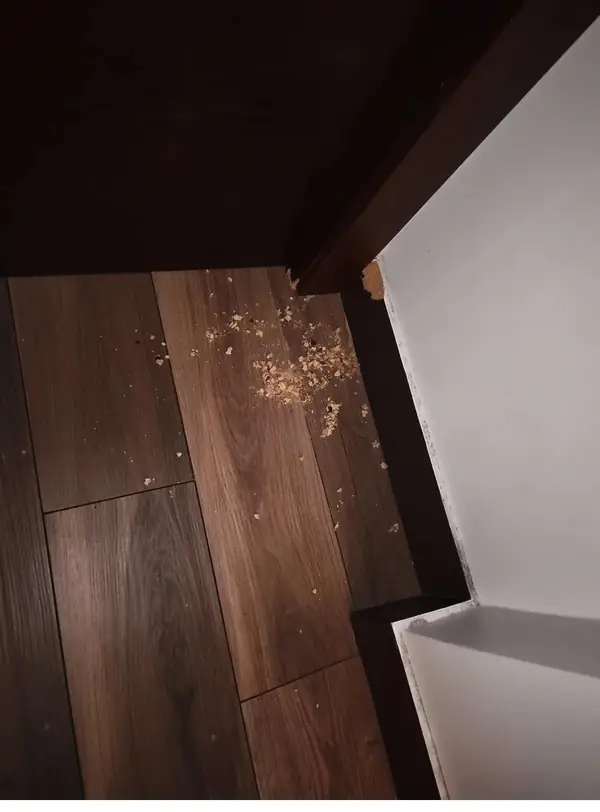 Débris de rongement au bas d’une porte, constatés lors d’une intervention en appartement
